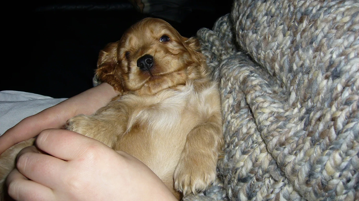 Susi als junger Hund