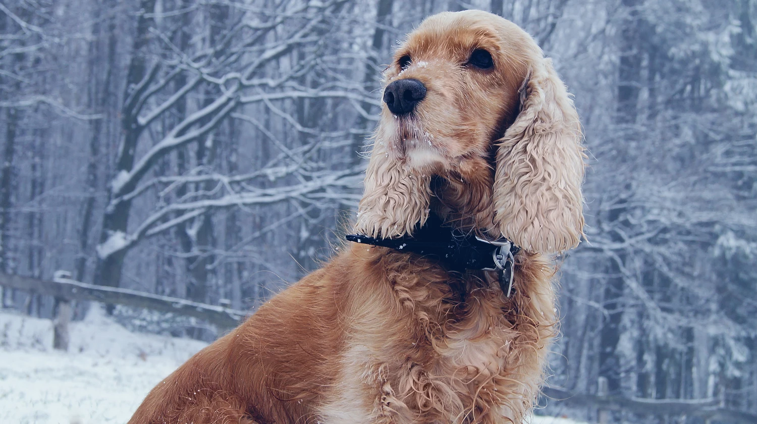 Winterspaziergang mit Susi