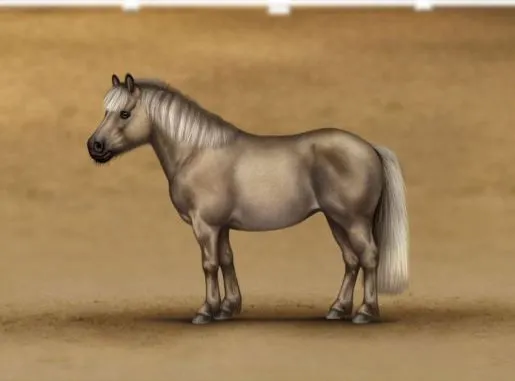 Shetland Pony in neuer Fellfarbe "Mushroom"