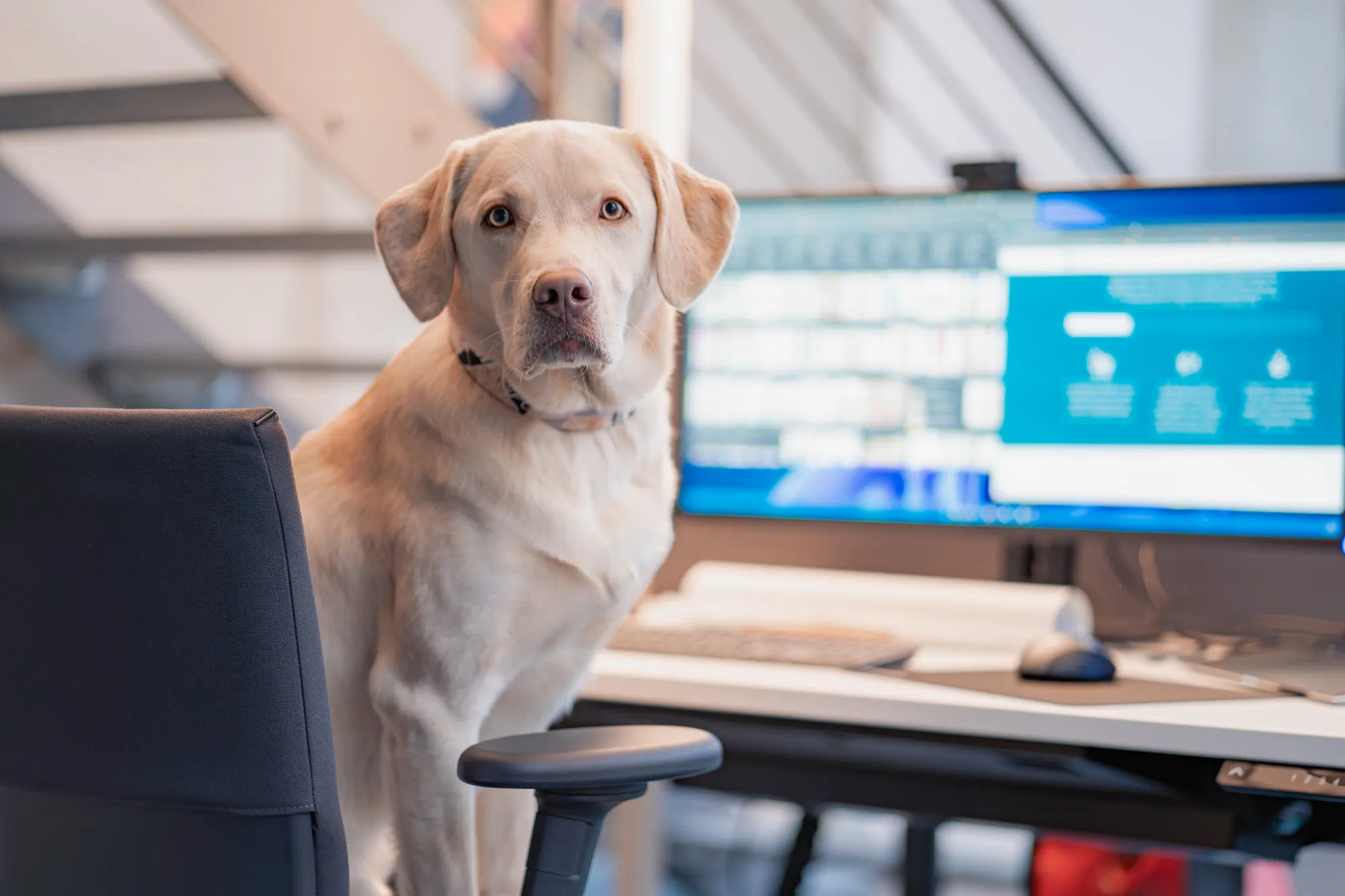 Bürohund bei der KMH
